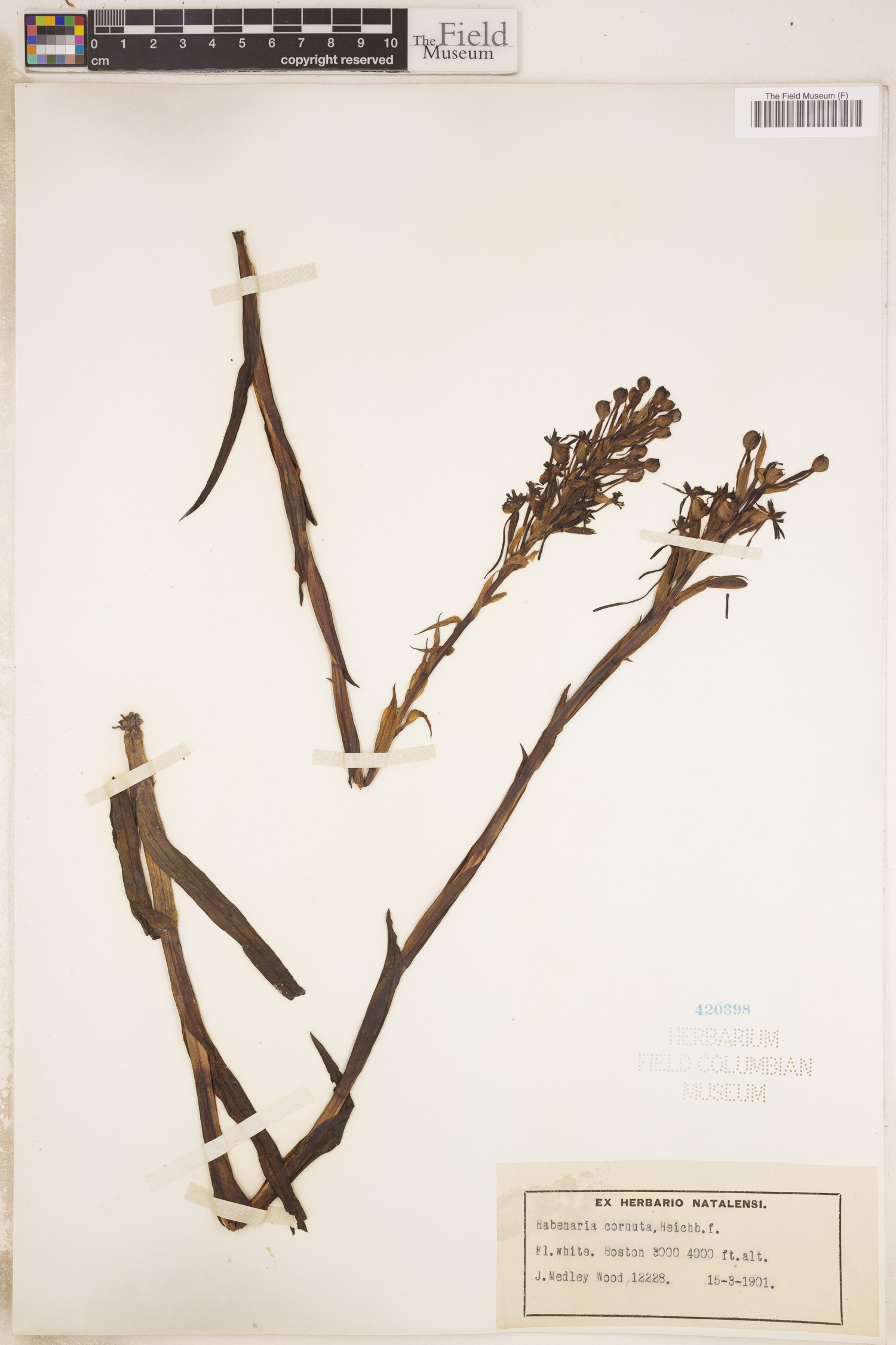 Habenaria cornuta image