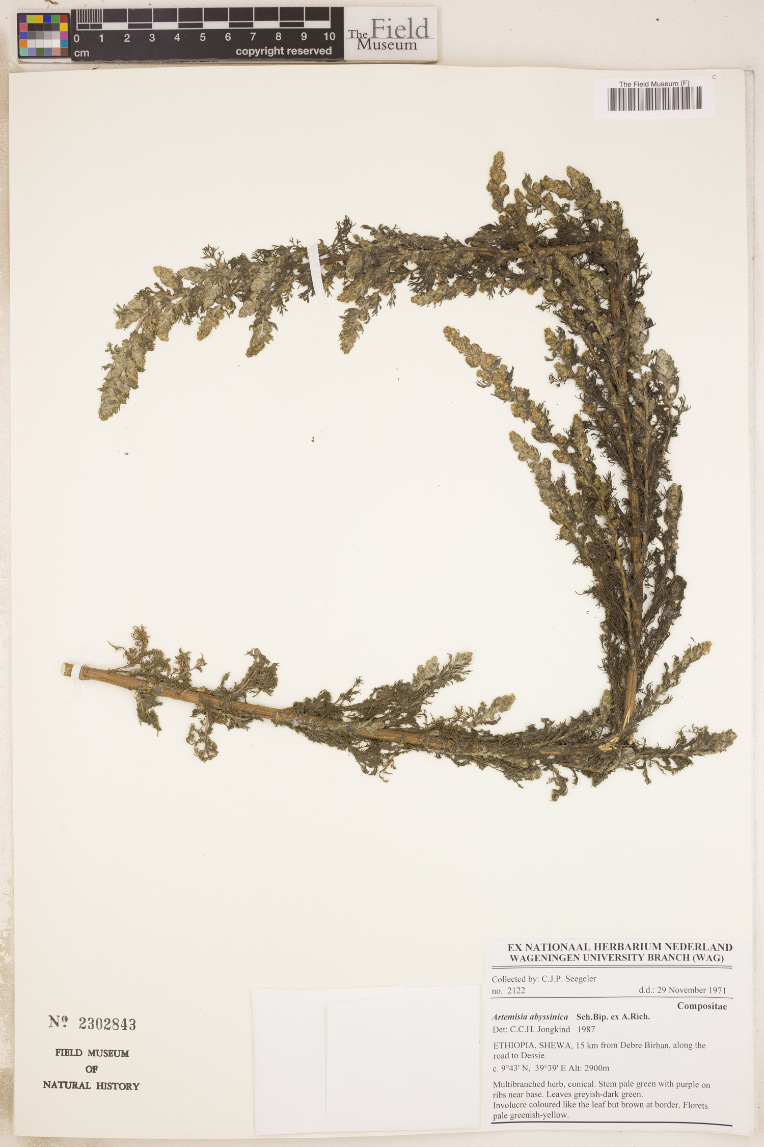 Artemisia abyssinica image