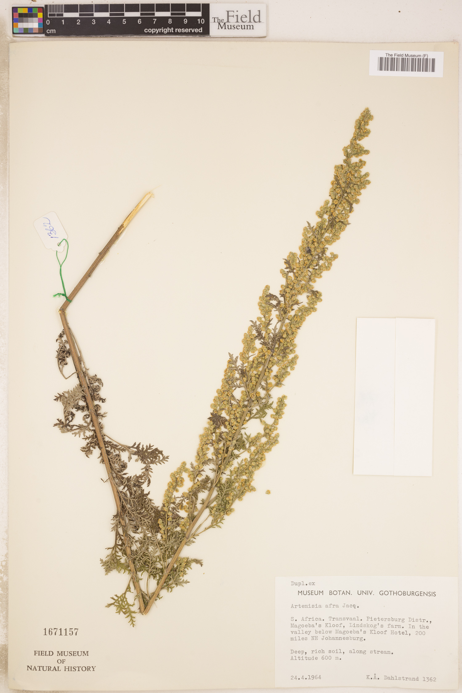 Artemisia afra image