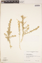 Artemisia judaica image