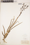 Acrolophia micrantha image