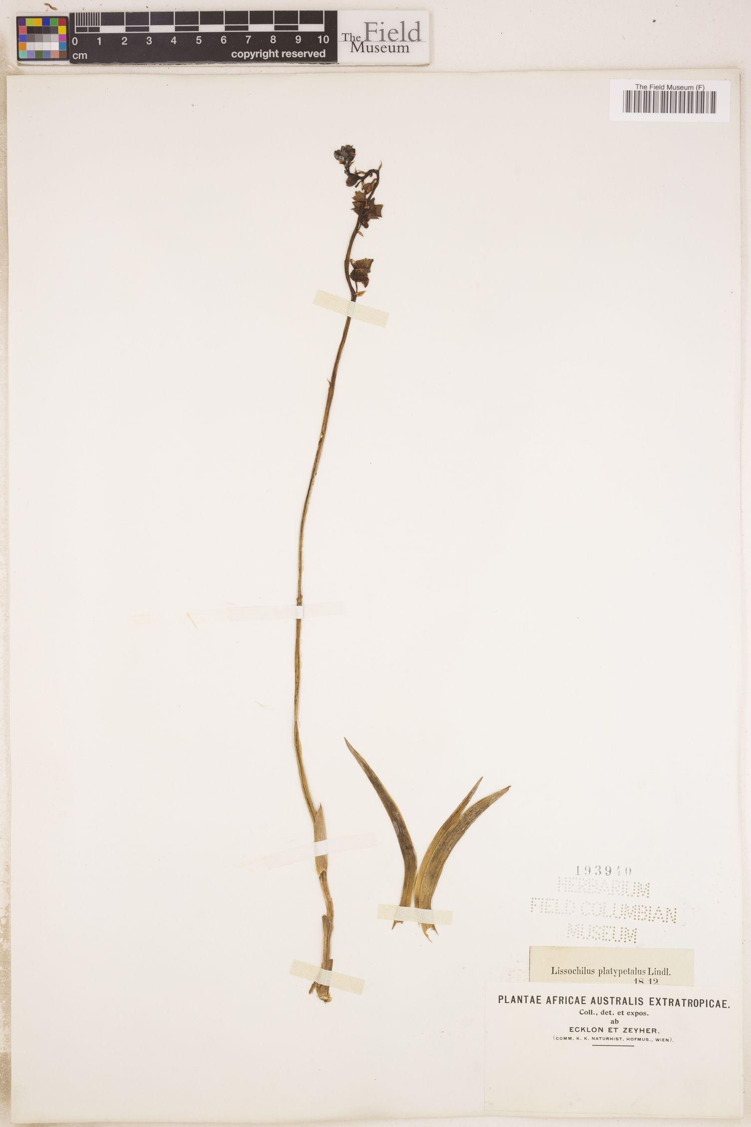 Eulophia tuberculata image