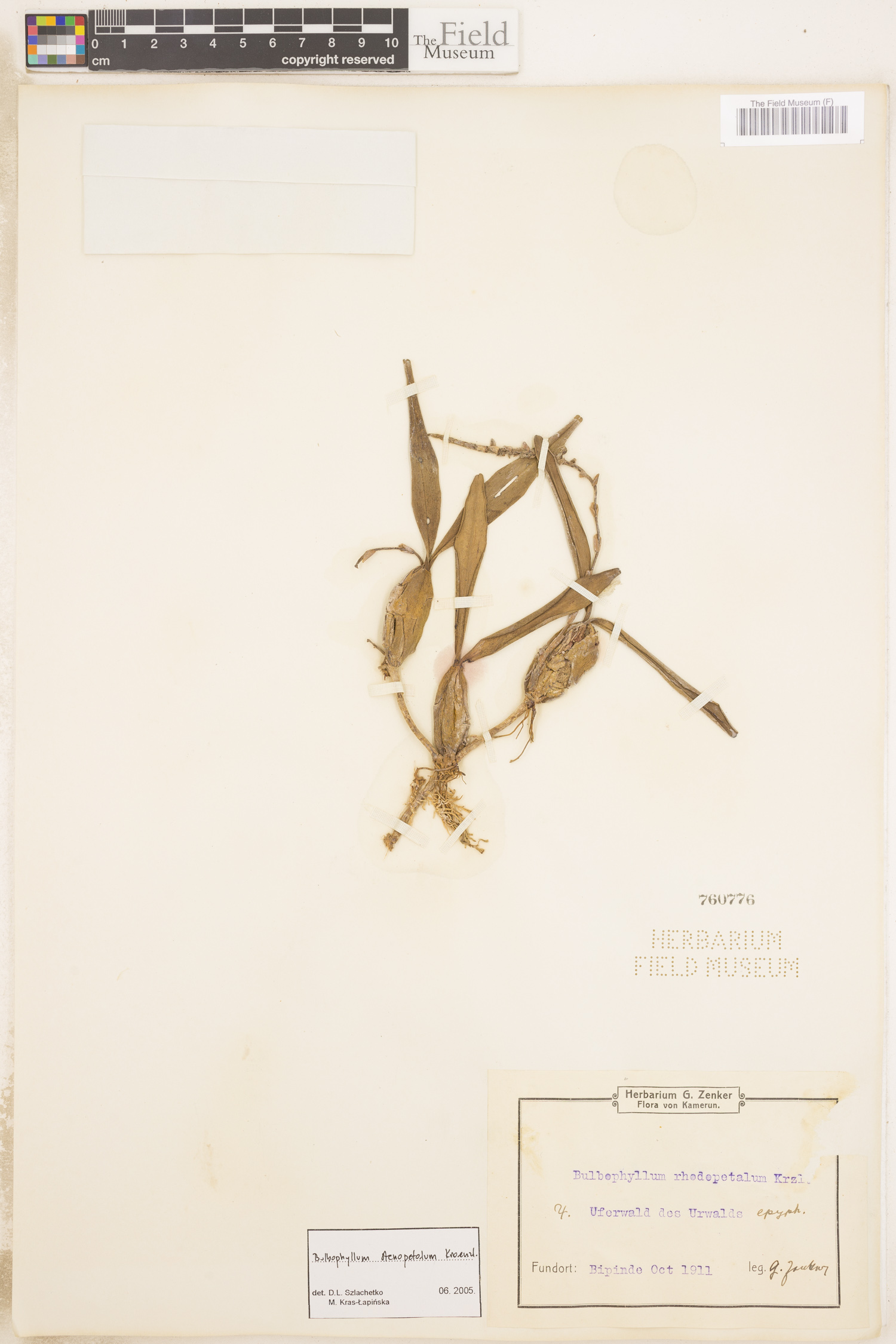 Bulbophyllum sandersonii subsp. stenopetalum image