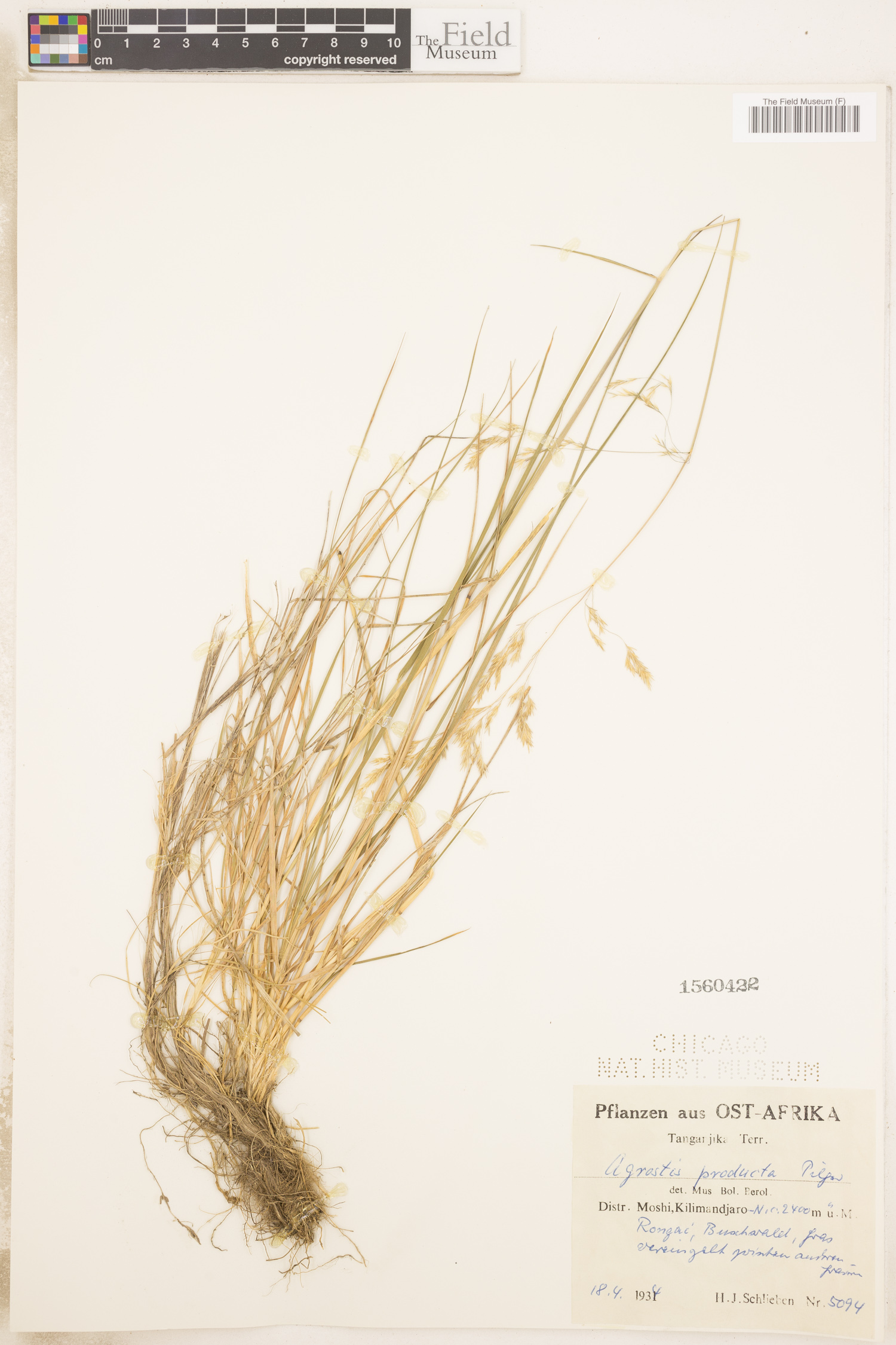 Agrostis producta image