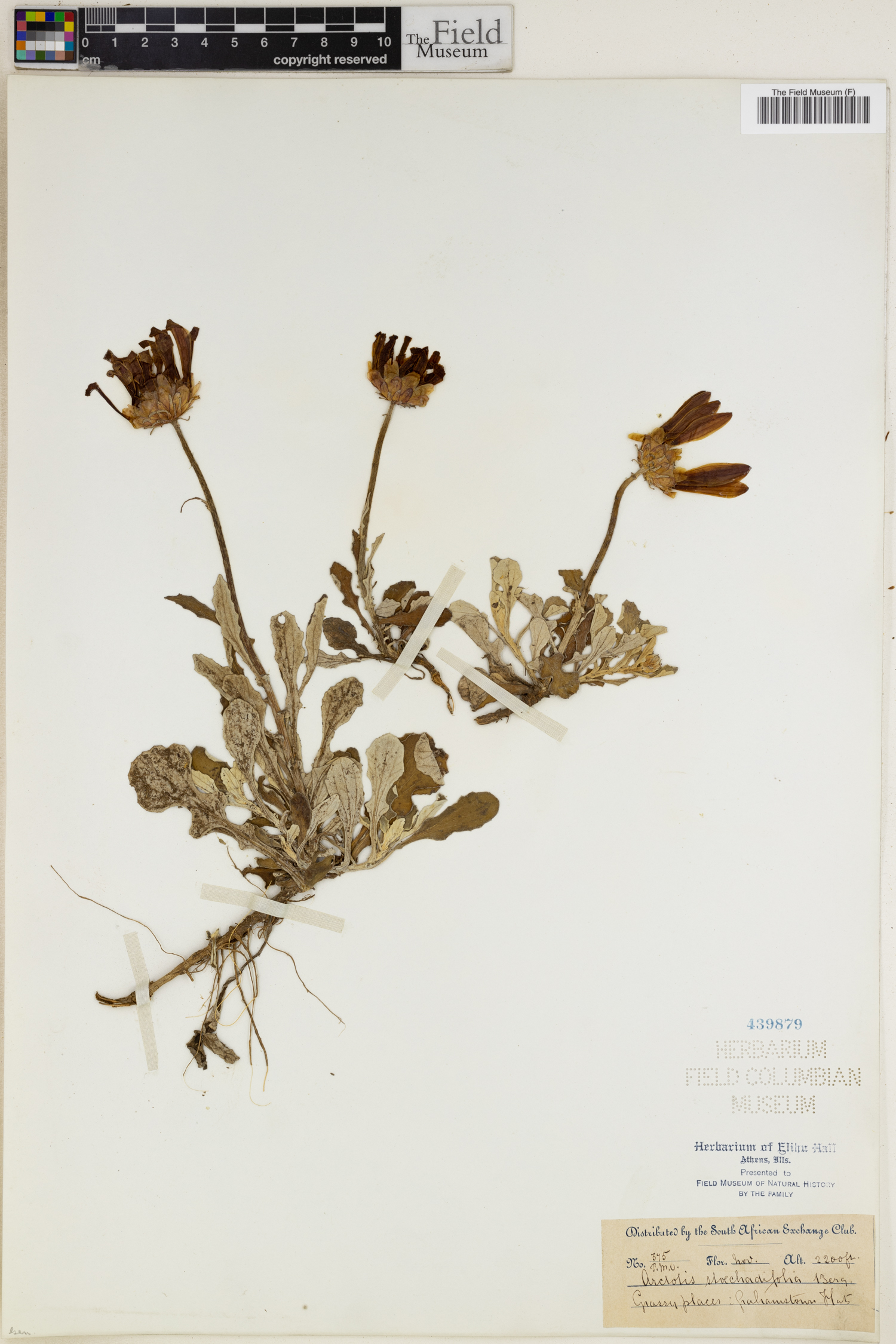 Arctotis stoechadifolia image