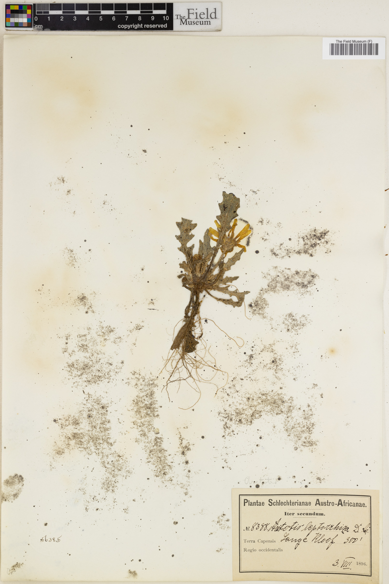 Arctotis leptorhiza image