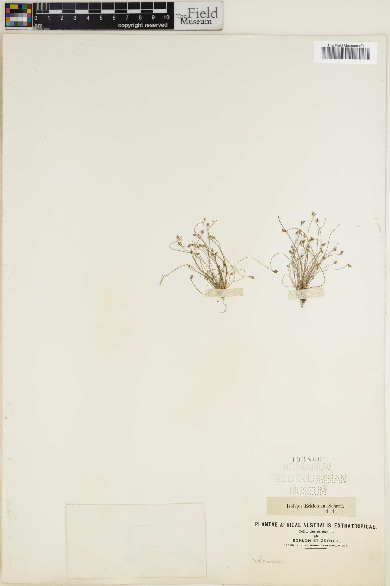 Isolepis cernua var. setiformis image