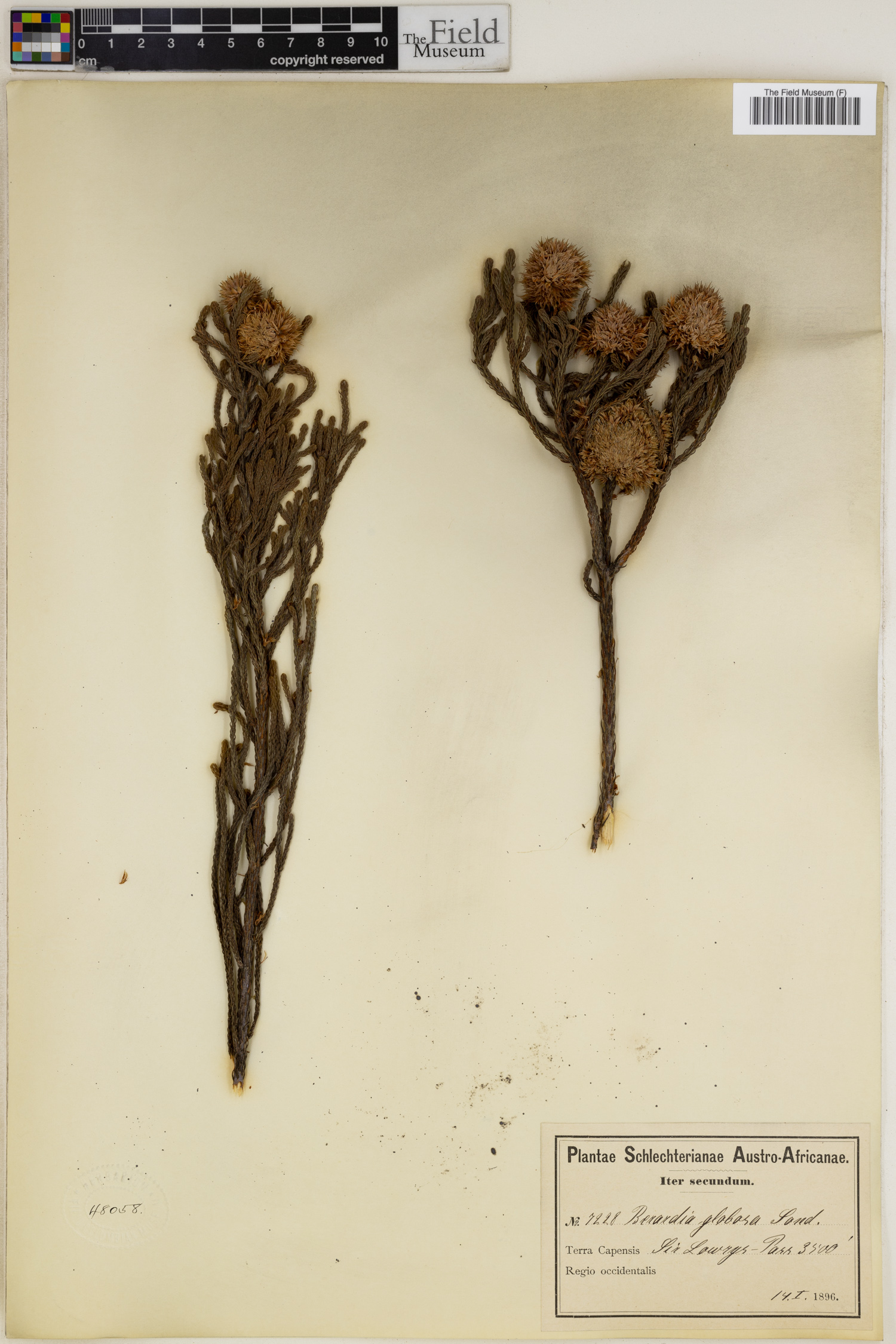 Brunia fragarioides image