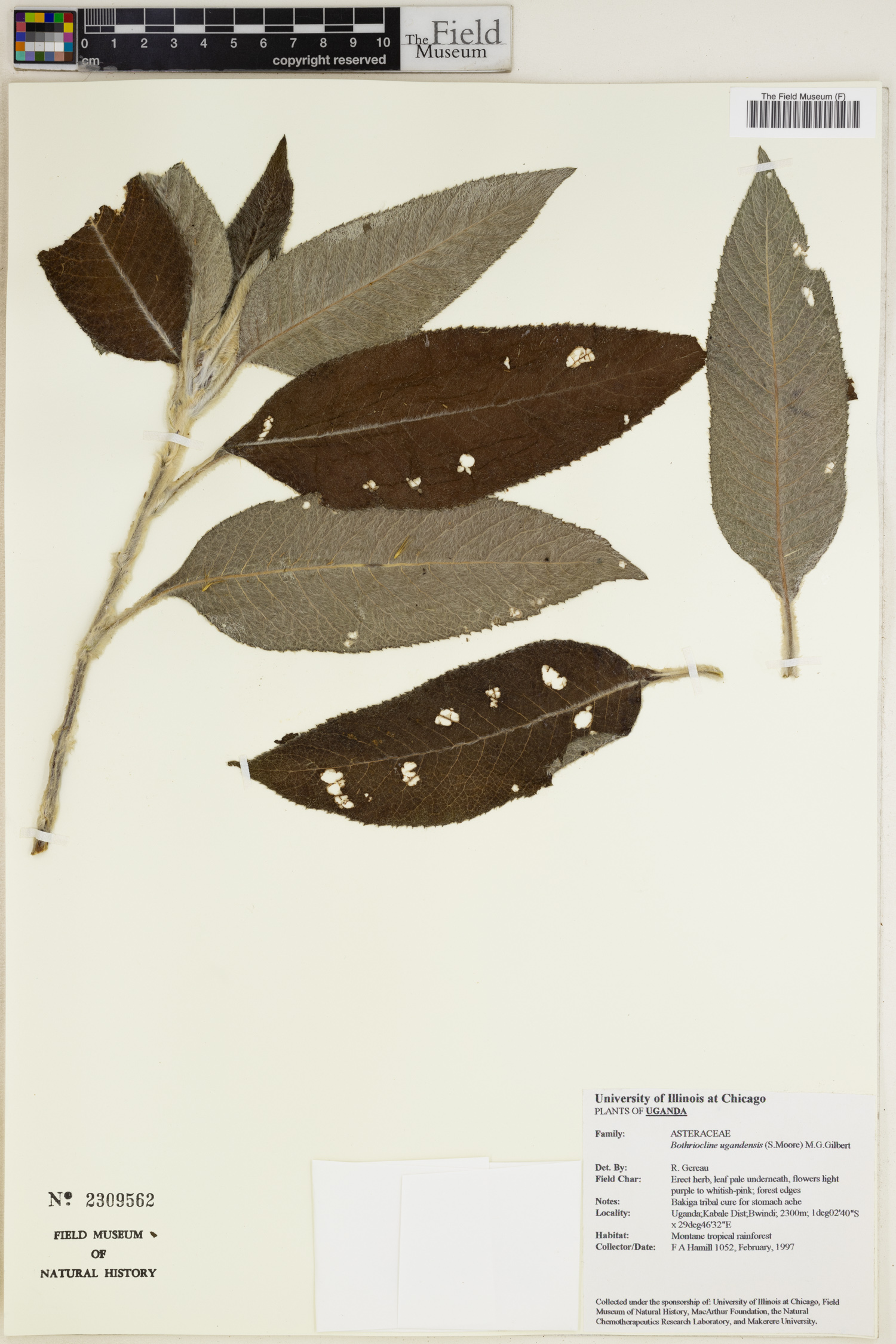 Bothriocline ugandensis image