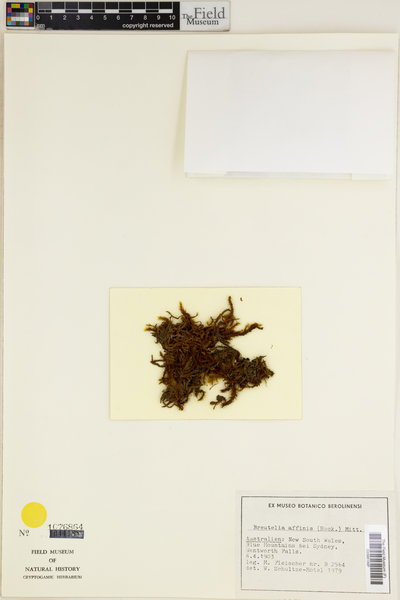Breutelia affinis image
