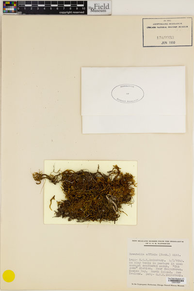 Breutelia affinis image