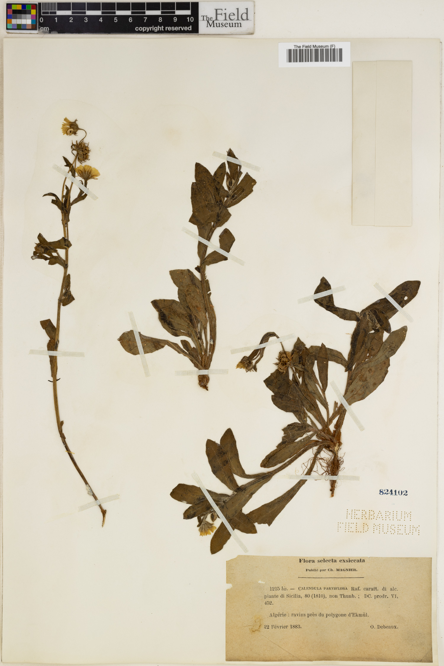 Osteospermum calendulaceum image