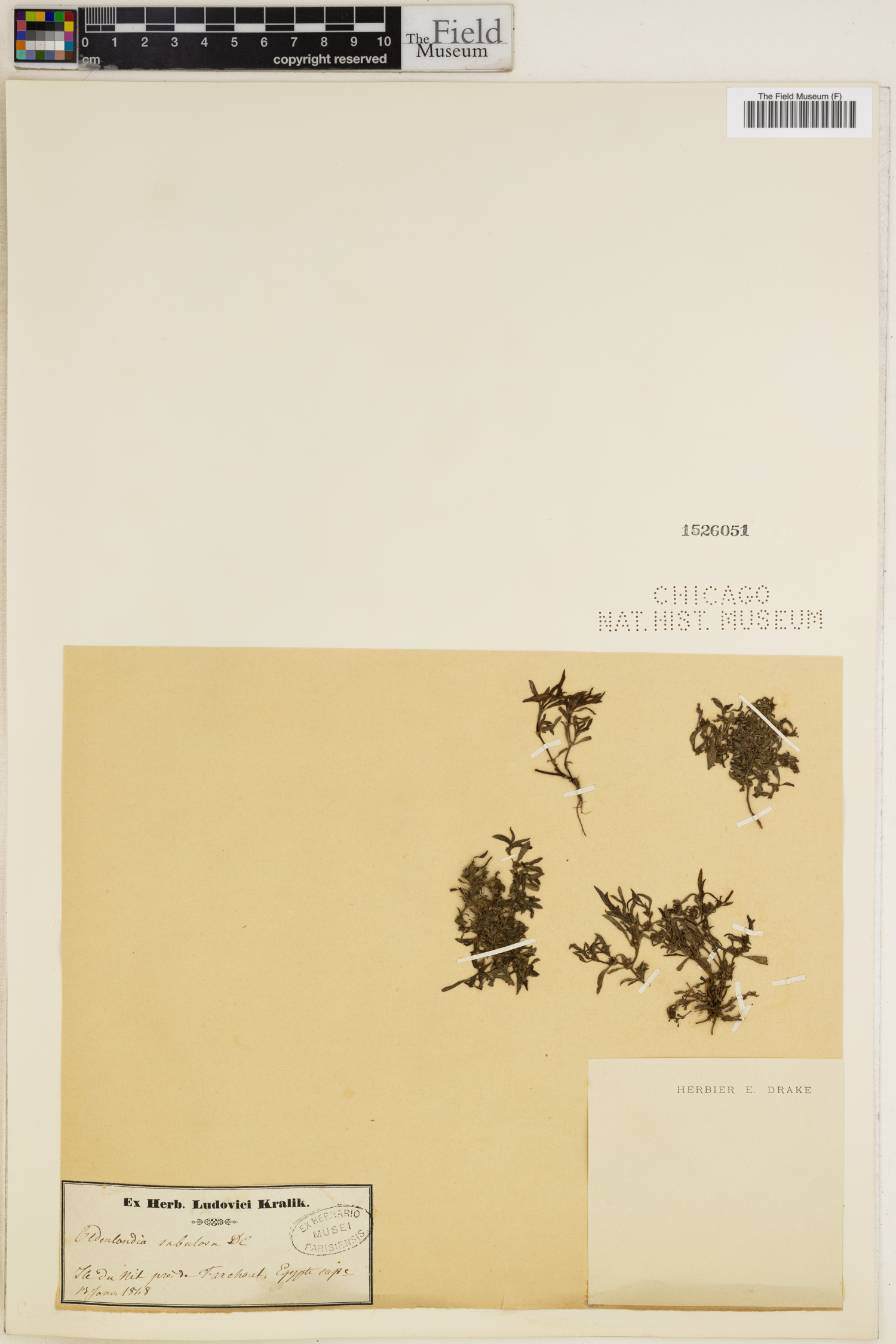 Oldenlandia capensis var. capensis image