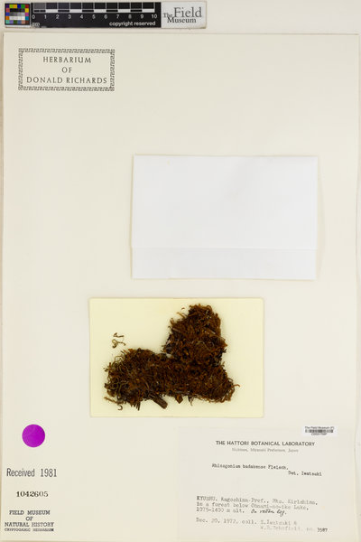 Pyrrhobryum latifolium image