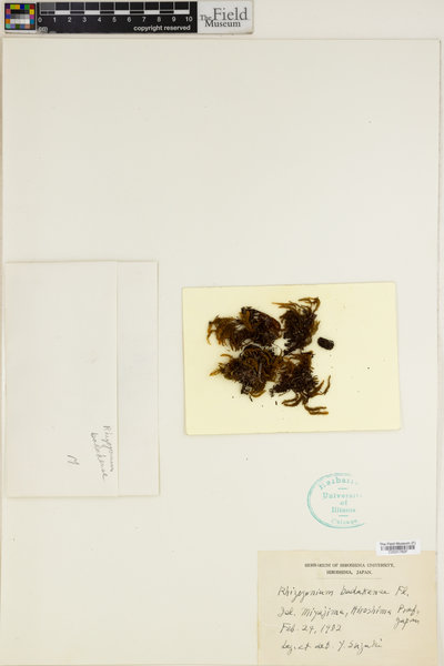 Pyrrhobryum latifolium image