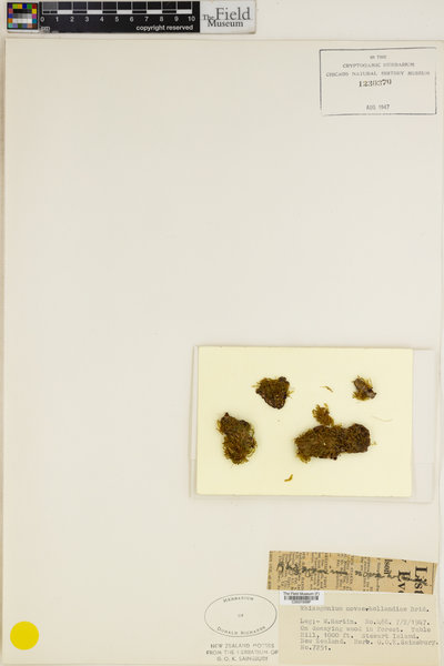Rhizogonium novae-hollandiae image