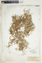 Euphorbia serpens image