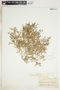 Euphorbia serpens image