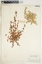 Euphorbia serpens image