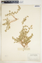 Euphorbia serpens image