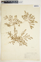 Euphorbia serpillifolia image