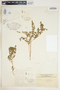 Euphorbia serpillifolia image