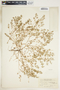 Euphorbia serpillifolia image