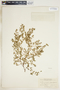 Euphorbia serpillifolia image