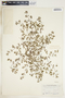 Euphorbia serpillifolia image