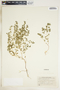Euphorbia serpillifolia image