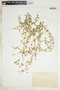Euphorbia serpillifolia image
