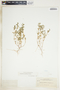 Euphorbia serpillifolia image