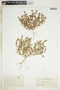 Euphorbia serpillifolia image