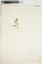 Euphorbia serpillifolia image