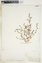 Euphorbia serpillifolia image