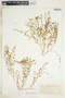 Euphorbia serpillifolia image