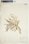 Euphorbia serpillifolia image