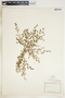 Euphorbia serpillifolia image