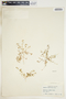 Euphorbia serpillifolia image