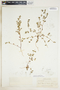 Euphorbia serpillifolia image