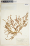 Euphorbia serpillifolia image