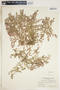 Euphorbia serpillifolia image