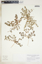 Euphorbia serpillifolia image