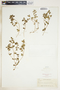 Euphorbia serpillifolia image