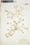 Euphorbia serpillifolia image