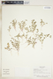 Euphorbia serpillifolia image