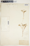 Euphorbia serpillifolia image