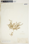 Chamaesyce serrula image