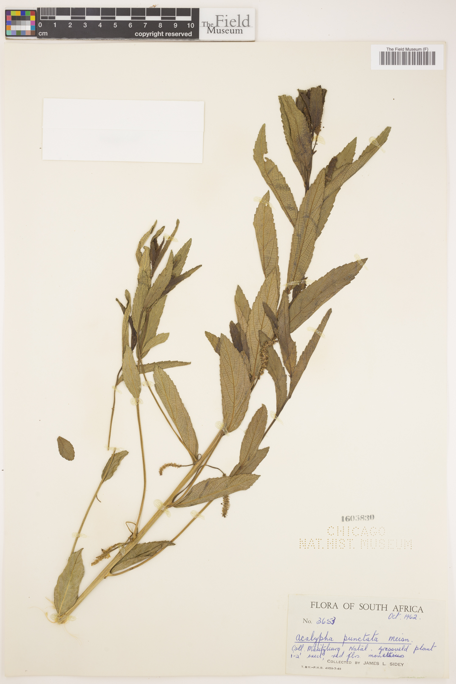 Acalypha punctata image
