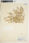 Euphorbia simulans image